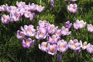 Het is bijna lente!